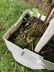 Funaria hygrometrica