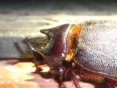 Heterogomphus mniszechi