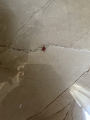 Insecta