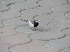 Motacilla alba personata