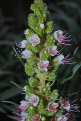 Echium sventenii image