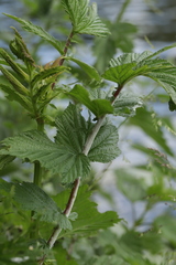 Podosphaera filipendulae