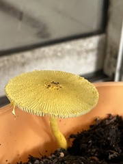 Leucocoprinus birnbaumii image