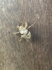 Neocicada hieroglyphica