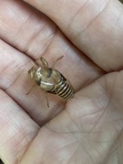 Neocicada hieroglyphica