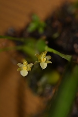 Rhynchostele pygmaea