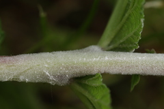 Podosphaera filipendulae