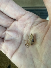 Neocicada hieroglyphica