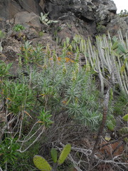 Echium sventenii image