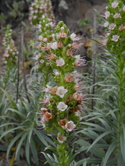 Echium sventenii image