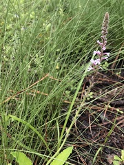 Verbena carnea