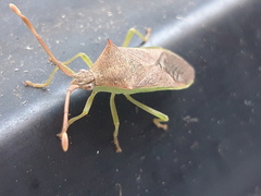 Plinachtus imitator