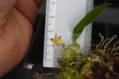 Rhynchostele pygmaea