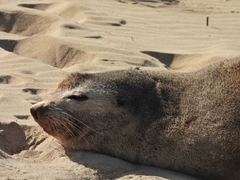 Arctocephalus tropicalis