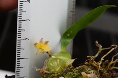 Rhynchostele pygmaea