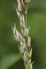 Ustilago perennans