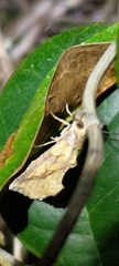 Plusiodonta coelonota