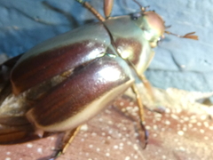 Chrysina chrysargyrea