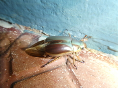 Chrysina chrysargyrea