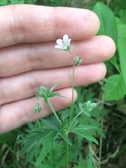 Geranium asiaticum