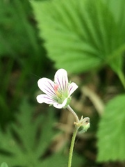 Geranium asiaticum