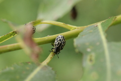 Chrysomela vigintipunctata