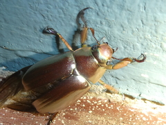Chrysina chrysargyrea