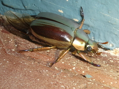 Chrysina chrysargyrea
