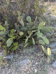 Opuntia pyrocarpa
