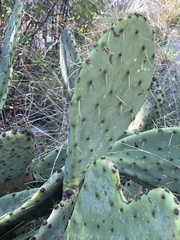 Opuntia pyrocarpa