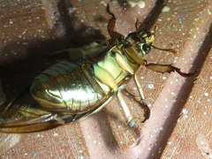 Chrysina chrysargyrea