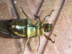 Chrysina chrysargyrea