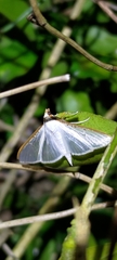 Palpita vitrealis