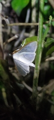 Palpita vitrealis