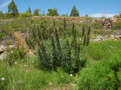 Echium virescens image