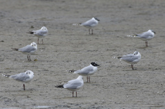 Saundersilarus saundersi