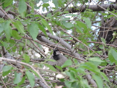 Passer domesticus
