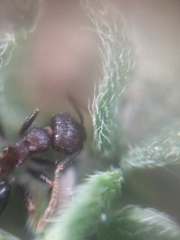 Crematogaster rothneyi