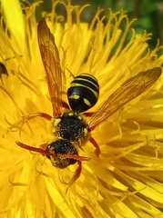 Nomada goodeniana