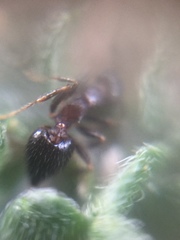 Crematogaster rothneyi