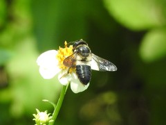 Megachile conjuncta