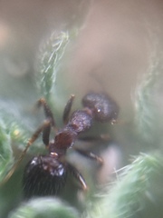 Crematogaster rothneyi