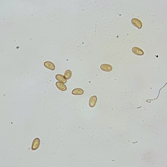 Inocybe violaceocaulis