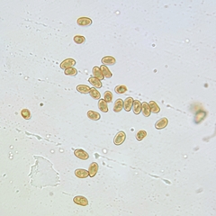 Inocybe violaceocaulis