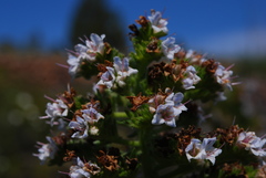 Echium virescens image