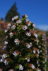 Echium virescens image