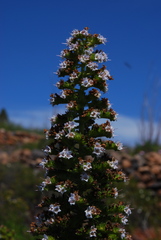 Echium virescens image