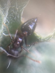 Crematogaster rothneyi