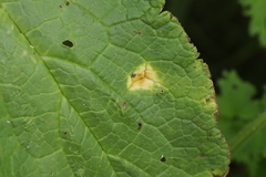 Puccinia symphyti-bromorum