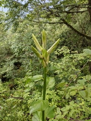 Cardiocrinum giganteum